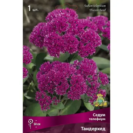 Седум обыкновенный Тандерхед