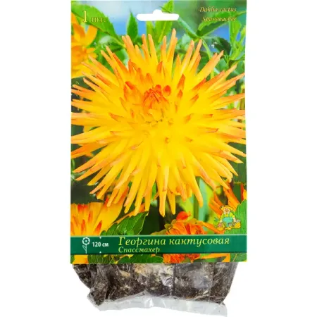 Георгины кактусовые «Спассмахер», 1 шт. георгины клубневые микс ø13 h15 см