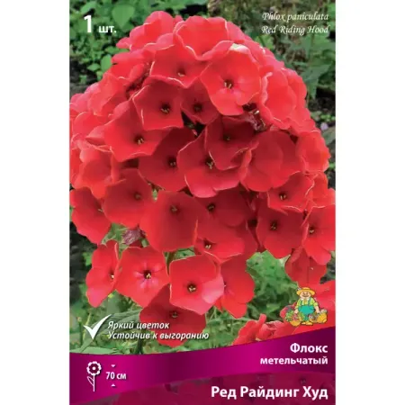 Флокс метельчатый «Ред Райдинг Худ», 1 шт. солнечные светильники amaryllis для сада 1000lm 192led