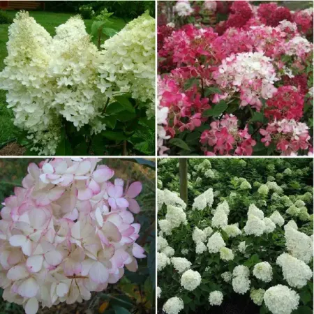 Гортензия метельчатая микс 3 ø9.2 h36 см гортензия метельчатая жемчужина фестиваля ø17 h20 см