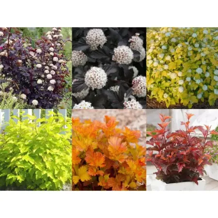 Пузыреплодник микс h20 см