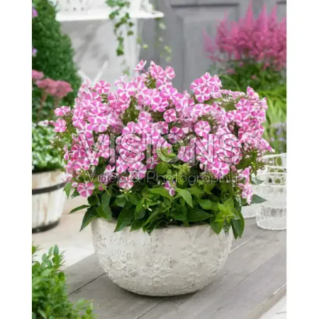 Флокс метельчатый Бамбини Кенди Краш 100 мм солнечные светильники amaryllis для сада 1000lm 192led