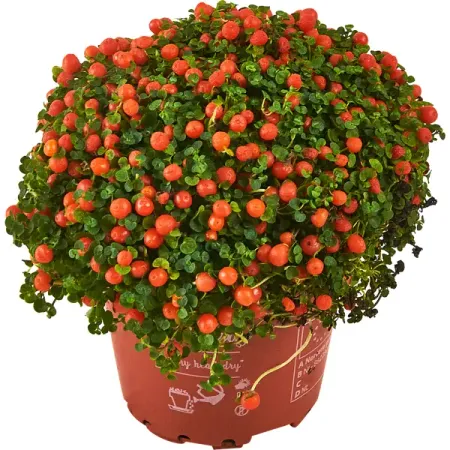 Нертера Гранадензис Астрид ø8 h10 см