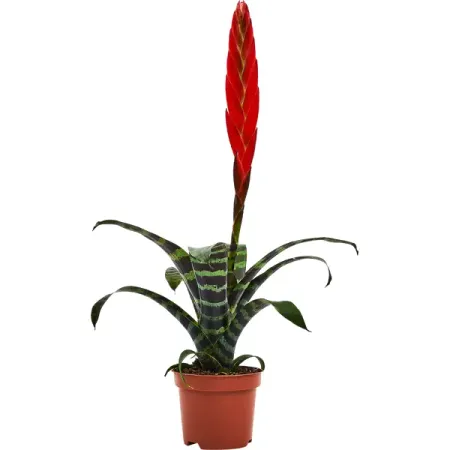 Вриезия ø9 h25 см