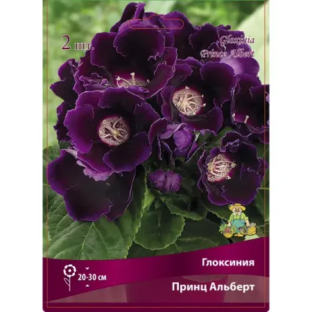 Глоксиния Принц Альберт, 2 шт