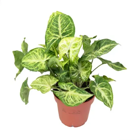 Сингониум Неон Робуста ø7 h15 см сингониум вендланди ø6 h10 см