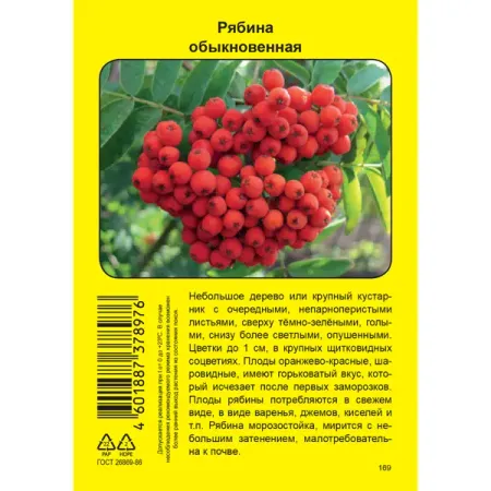 Рябина Обыкновенная пакет h39 см