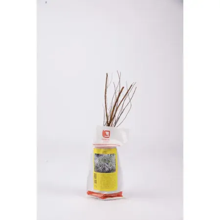 Спирея/Пузыреплодник калинолистный Промо ø5 h37 см