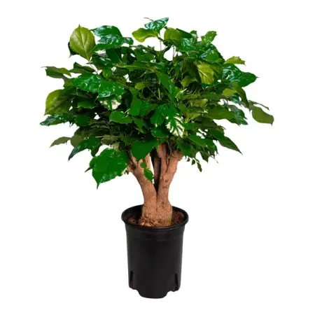 Радермахера разветвленная ø20 h25 см