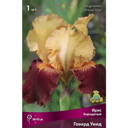 Ирис бородатый Говард Уиид