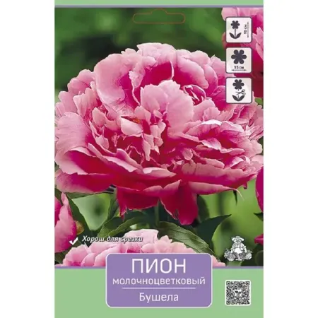 Пион молочноцветковый травянистый Бушела