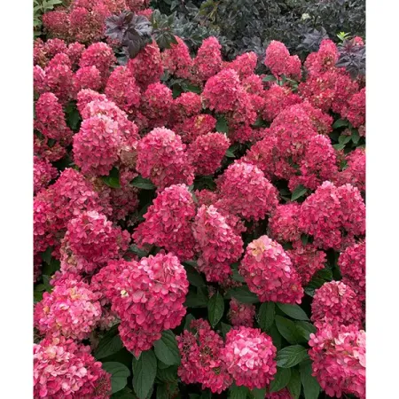 Гортензия метельчатая Бонфайр ø5 h35 см гортензия метельчатая коттон крим ø17 h20 см