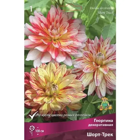 Георгина декоративная Шорт-Трек трек задней камеры заднего вида ahd cvbs 1080p для opel astra h j corsa d meriva a vectra c zafira insignia резервная камера