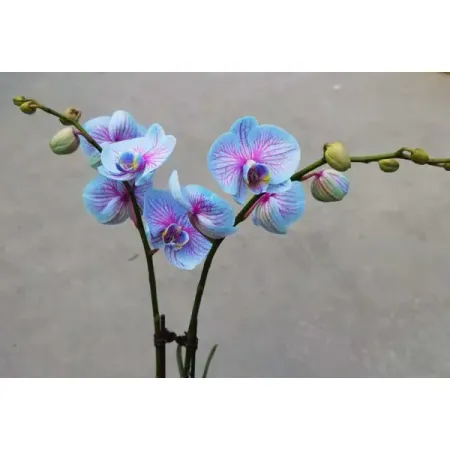 Фаленопсис крашеный 2 ствола ø10.5 h60 см