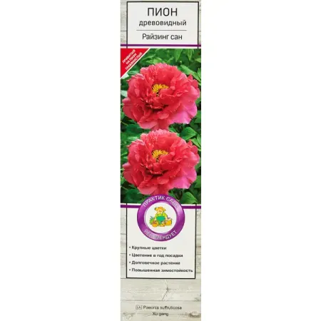 Пион древовидный Райзинг Сан ø5 h35 см