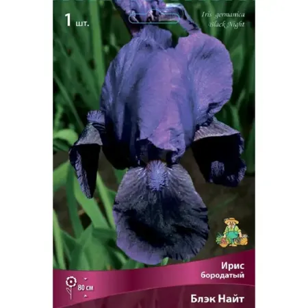 Ирис бородатый Блэк Найт
