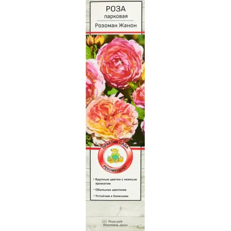 Роза парковая Розоман Жанон ø5 h35 см ярко розовые фольгированные шары microplush