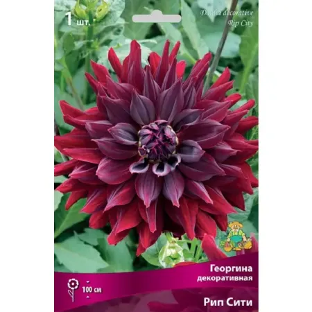 Георгина декоративная Рип Сити люстра элетех сити 6 х е27 х 60 вт