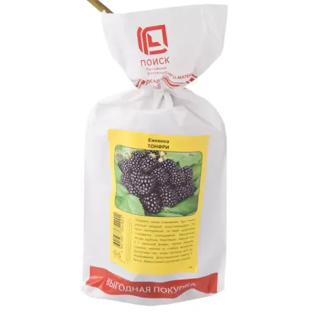 Ежевика Тонфри h40 см