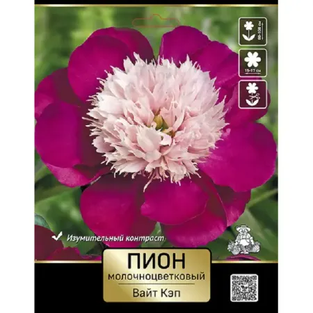 Пион молочноцветковый травянистый Вайт Кэп