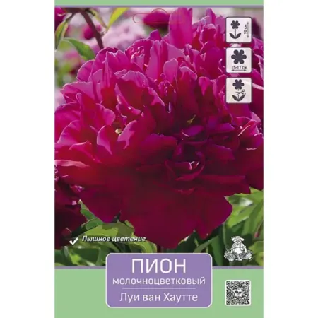 Пион молочноцветковый травянистый Луи Ван Хаутте