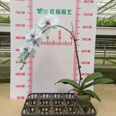 Фаленопсис крашеный 1 ствол ø10.5 h60 см