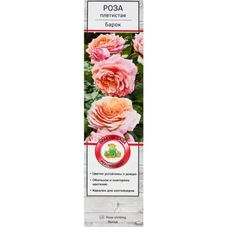 Роза плетистая Барок ø5 h35 см