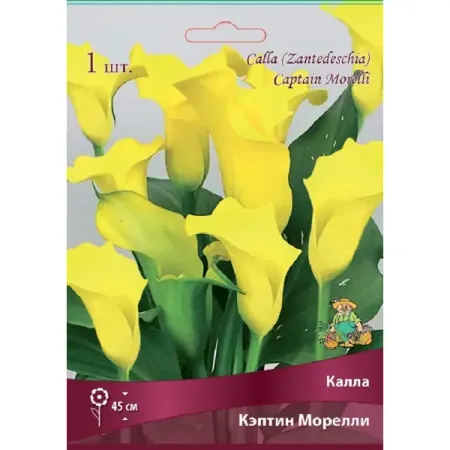 Калла Кэптин Морелли