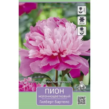 Пион молочноцветковый травянистый Гилберт Бартело