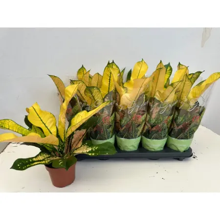 Кодиеум Варигатум Вилма ø12 h35 см