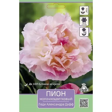 Пион молочноцветковый Леди Александра Дафф мыло десятое королевство рукодельное с картинкой розовый пион