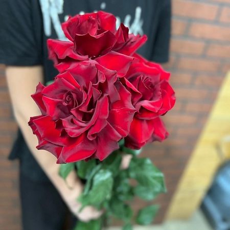 Букет живых цветов КОЛИБРИ ЦВЕТОЧНЫЙ САЛОН 3 красные французские розы переключатели wgxcpp красные 3 контактные