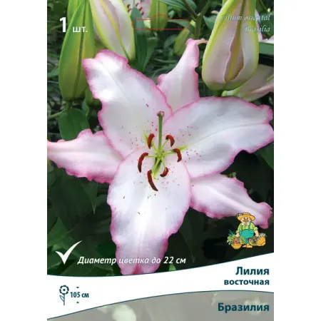 Лилия восточная Бразилия луковица 14/16 копия   монеты бразилия 20 000 рейс иоанн v 22k