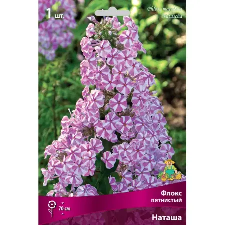 Флокс пятнистый Наташа луковица I