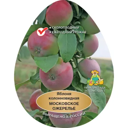 Яблоня колонновидная Московское ожерелье h200 см в сетке Поиск Инвест христианское ожерелье htisok