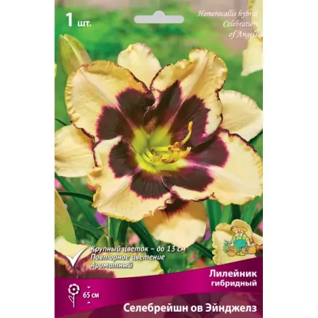 Лилейник гибридный «Селебрейшн ов Эйнджелз» разбор I