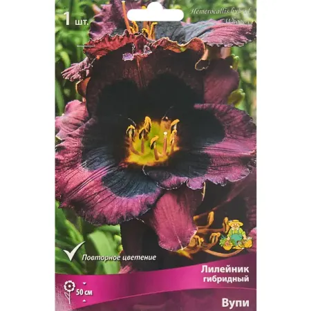 Лилейник гибридный Вупи