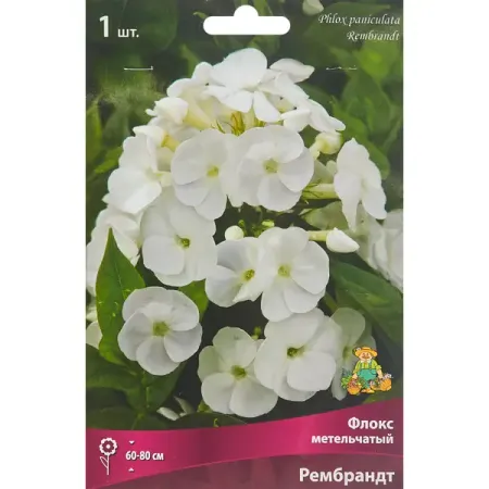 Флокс метельчатый Рембрандт луковица I белые поролоновые бутоны для украшений