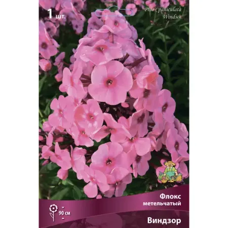 Флокс метельчатый Виндзор 1 шт. disney 30 40 дюймовые градиентные розово красные фольгированные цифры