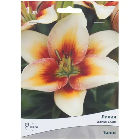 Лилия азиатская Тинос 14/16, 1 шт лилии азиатские блэк аут луковицы 14 16 1 шт