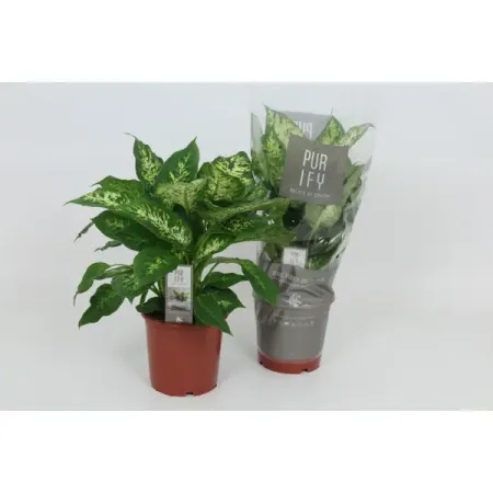 Диффенбахия Компакта ø17 h60 см