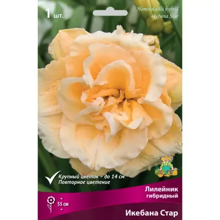 Лилейник гибридный Икебана Стар gadinan g 4c 8lme гибридный видеорегистратор