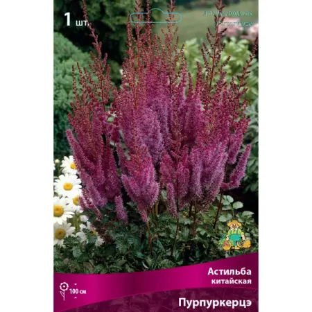 Астильба китайская «Пурпуркерцэ» разбор I китайская медная монета с ком сливы