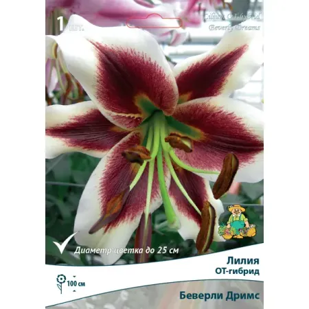 Лилии ОТ-Гибриды Беверли Дримс