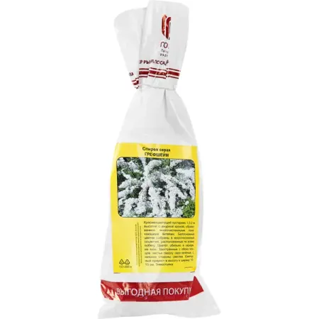 Спирея серая Грефшейм h40 см