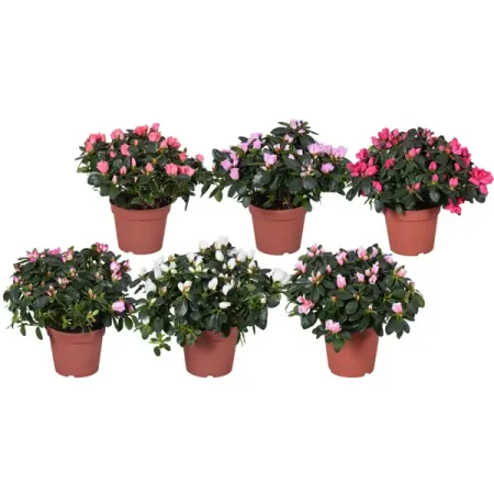 Азалия микс ø14 h30 см