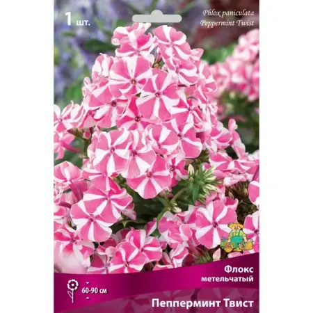 Флокс метельчатый Пепперминт Твист луковица I 2 шт конические подсвечники moonbiffy