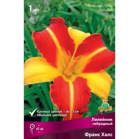 Лилейник гибридный Франс Халс gadinan g 4c 8lme гибридный видеорегистратор