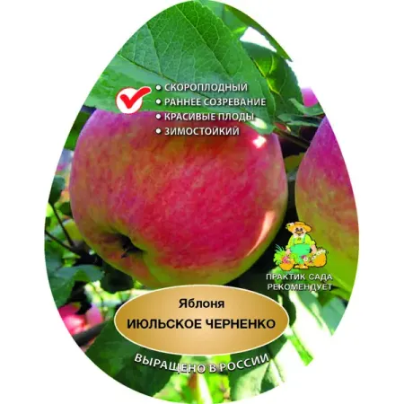 Яблоня Июльское Черненко сетка h180 см