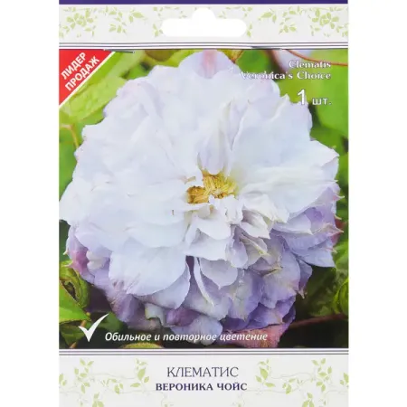 Клематис крупноцветковый Вероника Чойс бело-голубой h200 см искусственные вязаные тыквы из полиэстера